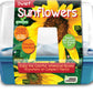 Growing Plant Sunflowers