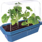 Growing Plant Melons