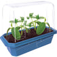 Growing Plant Cucumber