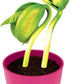 Growing Plant Bean "ILoveYou"