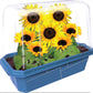 Growing Plant Sunflowers