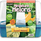 Growing Plant Melons