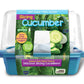 Growing Plant Cucumber