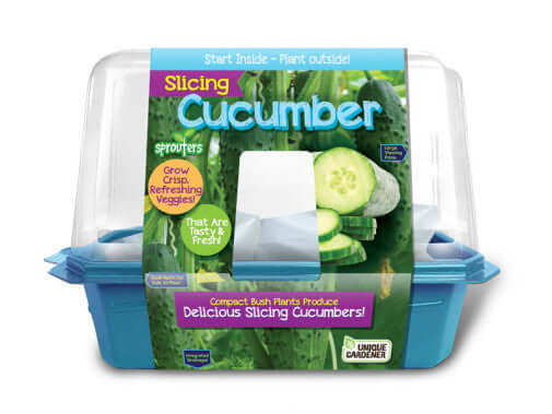 Growing Plant Cucumber