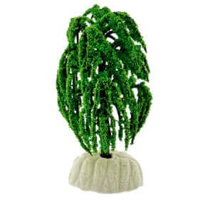Mini Willow Tree 10cm