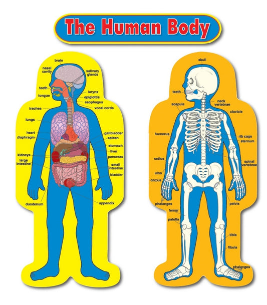 BBS Child Size Human Body [st]