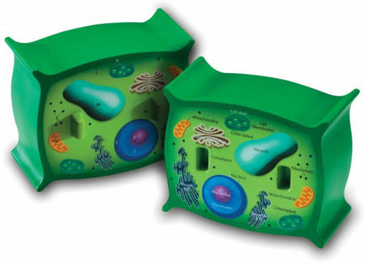 Cross Section Plant Cell Model
