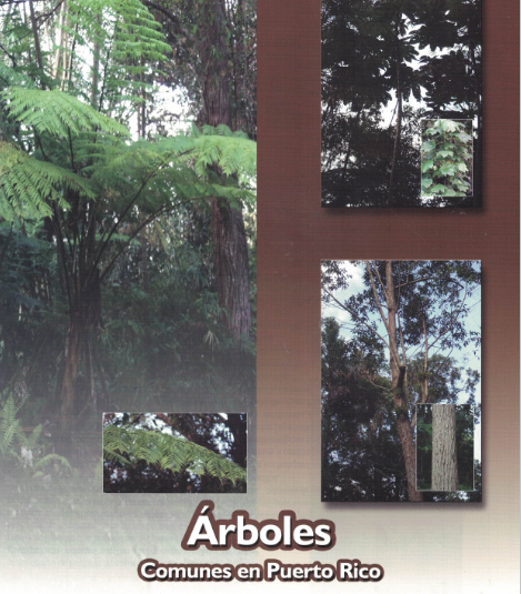 Láminas de Arboles Comunes en Puerto Rico