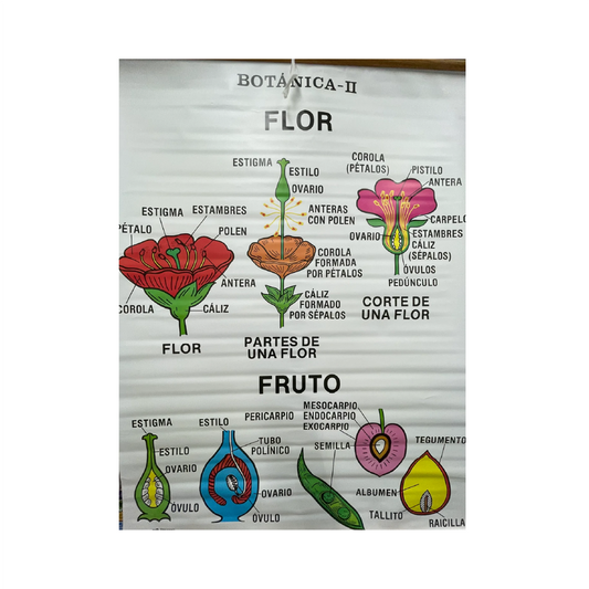 Poster Flor y Fruto 27.5" x 35"
