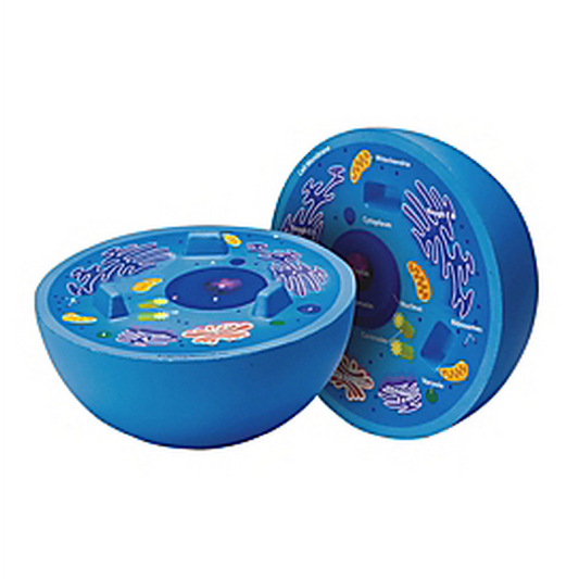 Cross Section Animal Cell Mode
