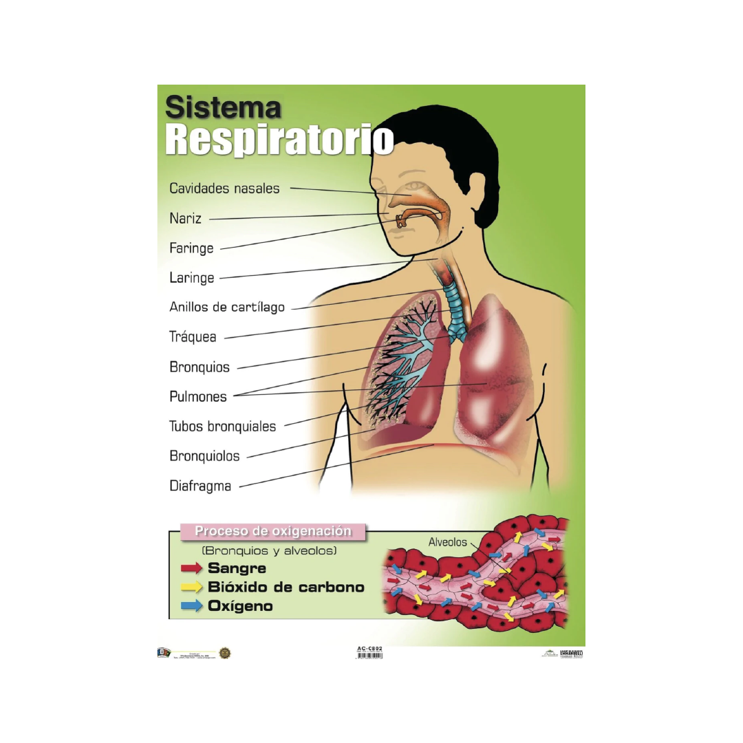 Poster Sistema Respiratorio