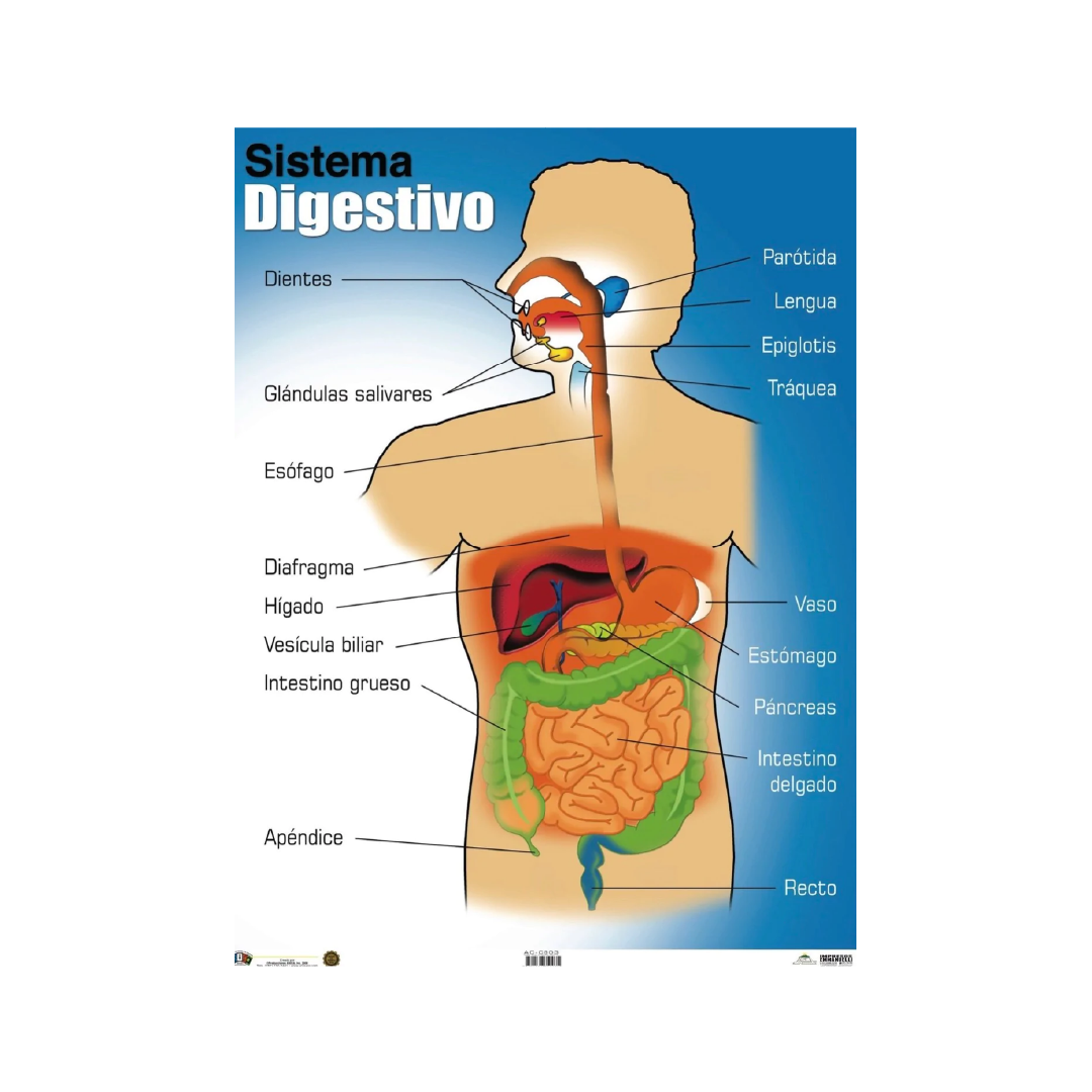 Poster Sistema Digestivo