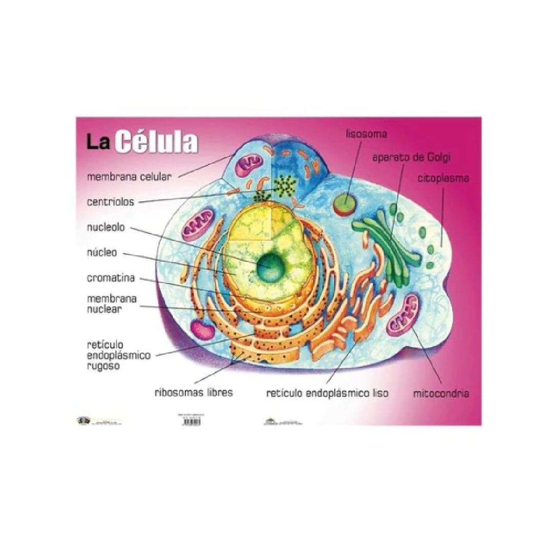 Poster La Célula
