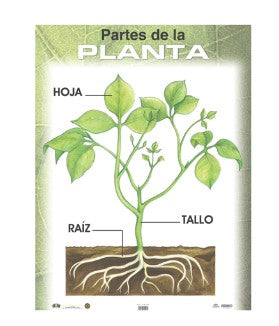 Poster Partes de la planta