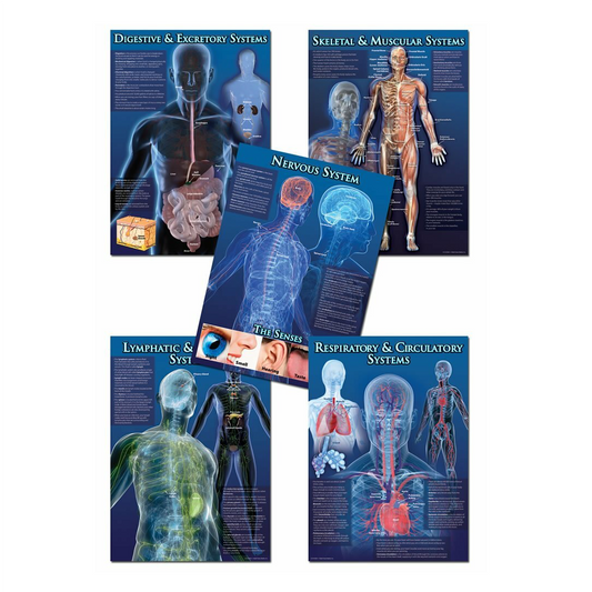 BBS Human Body Facts