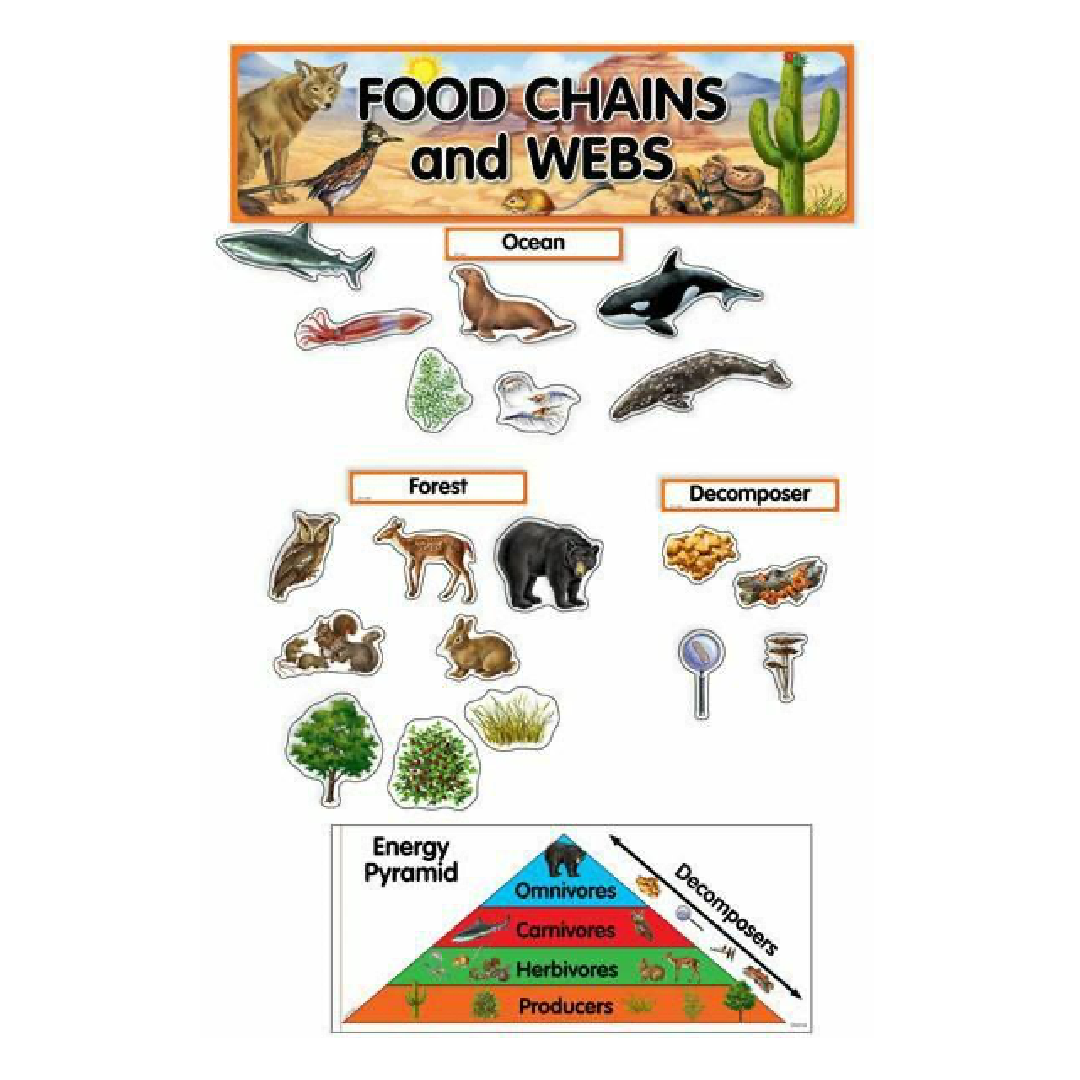 Mini BBS Food Chains & Webs [48 pcs] – Humacao School Supply