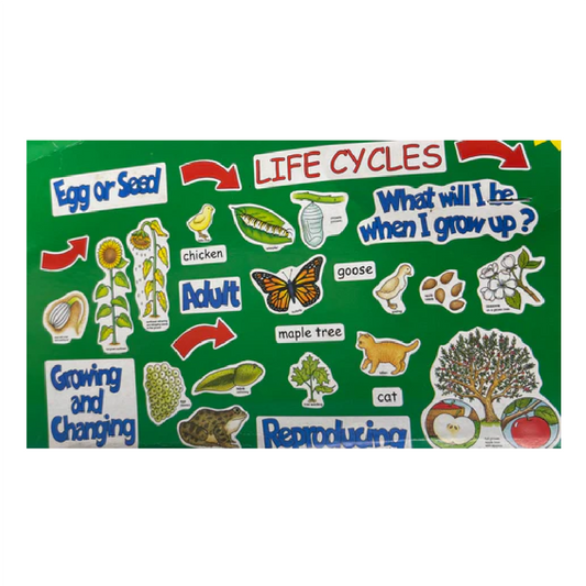 BBS Life Cycles